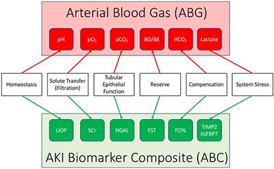 Dynamic Biomarker Assessment: A Diagnostic Paradigm to Match the AKI Syndrome